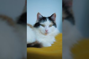 Žaisminga jauna katė su charakteriu, bet labai mylinti žmones, ieško jaukių namų