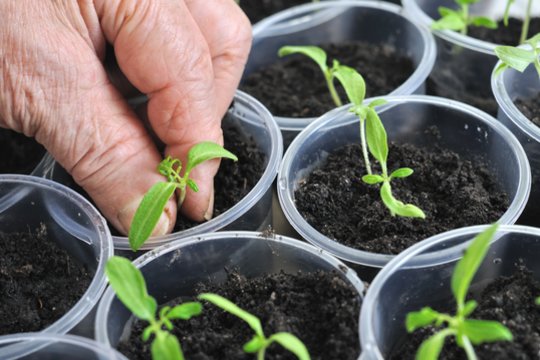 Kada sodinti pomidorus daigams 2026 metams: tikslus sėjos terminų apskaičiavimas