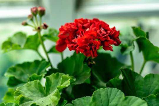 Pageltę pelargonijų lapai taps smaragdiniai: tereikia palaistyti šiuo tirpalu