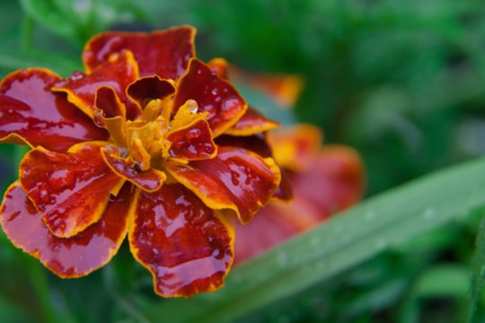 Kaip ir kada geriausiai sėti serenčius: keli svarbūs patarimai