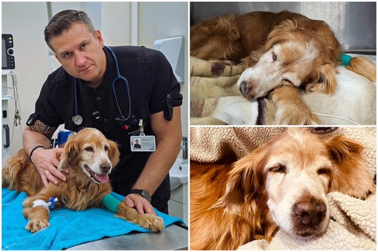 Naujausia žinia apie dramatiško likimo šunelio Gauso būklę: „Net nebūtume pagalvoję“