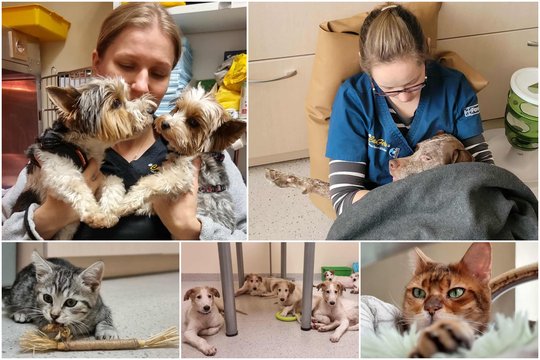 Kai noras padėti keturkojams tampa svarbiausiu gyvenimo tikslu: „Ambicija paprasta – atlikti savo darbą kaip įmanoma geriau“