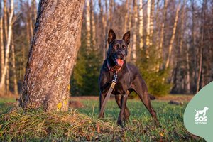 Labai stipri juoda gražuolė laukia savo šanso sužibėti ir rasti namus: stebina prieraišumu