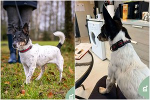 Dukart į prieglaudą atiduota senjorė ieško vienintelių ir paskutinių namų: jai ypač reikia mylinčio žmogaus