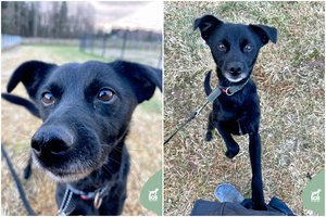 Jaunas ir emocingas šunelis ieško savo žmogaus