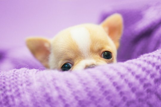 Tikras demonas: šios veislės šunų veterinarai bijo labiausiai