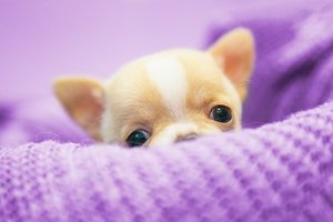 Tikras demonas: šios veislės šunų veterinarai bijo labiausiai