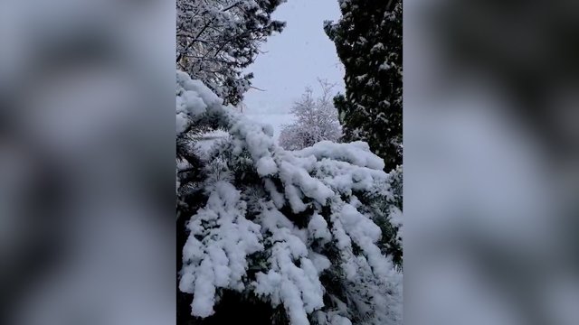 Dalyje Lietuvos tikras viduržiemis: vietomis sniego danga siekia net 8 centrimetrus