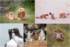 Kadrai, nepaliksiantys abejingų – iš tūkstančių išrinktos geriausios šmaikščios laukinės gamtos nuotraukos