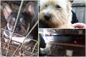 Už žiaurų elgesį su gyvūnais – teismo verdiktas