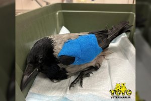 Žiaurumui ribų nėra – klinikoje atsidūrė galimai pašauta varna