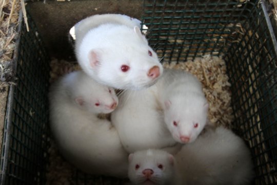 Seimas linkęs leisti kompensacijas kailių fermas uždariusiam, bet paskolų negrąžinusiam verslui