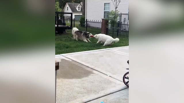 Kiekvienas truktelėjimas – naujas iššūkis: keturkojai susigrūmė tarsi tikri galiūnai