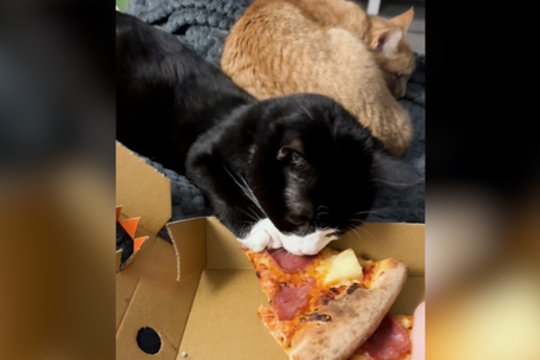 Lyg nekaltas „vagis“: internautams klausimų sukėlė ne poelgis, o kita detalė