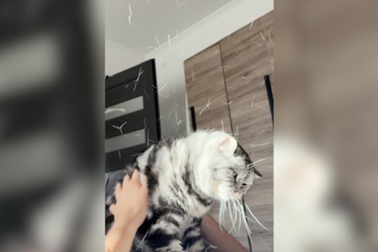 Tikras vargas besišeriančių katinų šeimininkams: vaizdelis primins konfeti