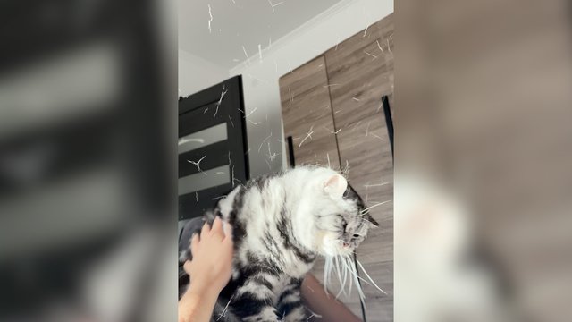 Tikras vargas besišeriančių katinų šeimininkams: vaizdelis primins konfeti