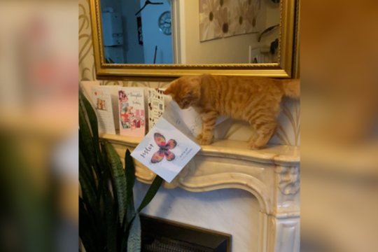 Ne visos interjero detalės katinui pasirodė svarbios: padarė savo tvarką