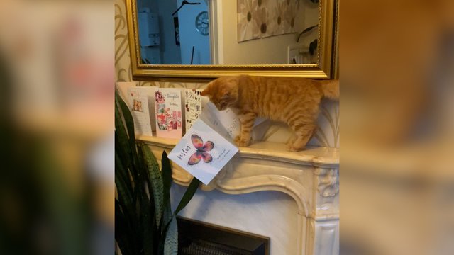 Ne visos interjero detalės katinui pasirodė svarbios: padarė savo tvarką