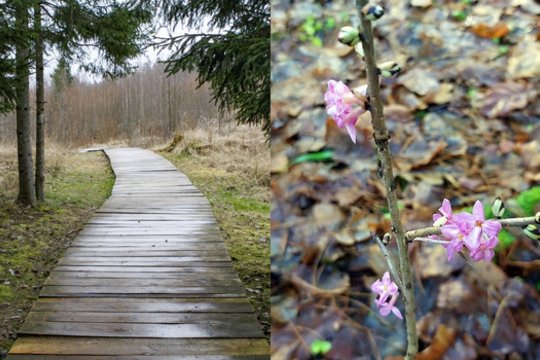 Radinys miške nustebino ir specialistus, bet pastebėjus patiems geriau neliesti: pasekmės gali būti liūdnos