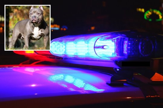 Šuo iš specialaus sąrašo virto britų šeimos košmaru: sukandžiojo 9 mėnesių kūdikį