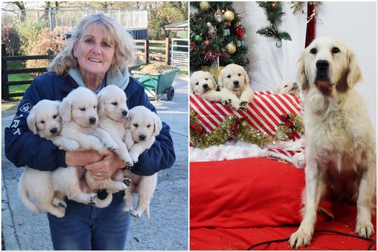 Prieškalėdinis stebuklas: nepaisant baisios pradinės motinos būklės, visi šuniukai jaučiasi puikiai