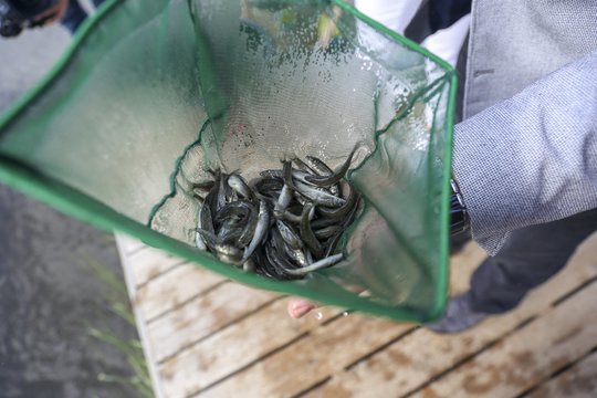 Ministerijos palengvino žuvų įveisimo procesą valstybiniuose vandens telkiniuose