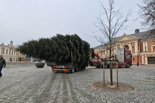 Pamatykite: į Klaipėdą atkeliavo kalėdinė eglutė