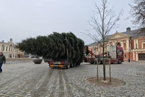 Pamatykite: į Klaipėdą atkeliavo kalėdinė eglutė