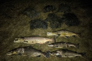 Aplinkosaugininkų rankose – gerai pažįstami veikėjai: sekti teko 20 km, bet vis tiek pagavo