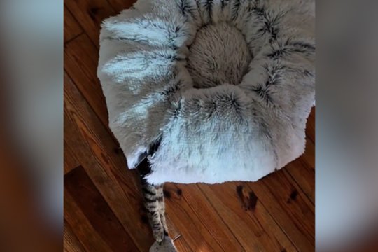 Užfiksavo paslaptingai judančią pagalvę: vienas ženklas išduoda, kas slypi po ja 