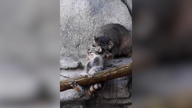 Mielumo įsikūnijimas: kačiukas iki paskutinio lašo bandė atsilaikyti prieš mamą