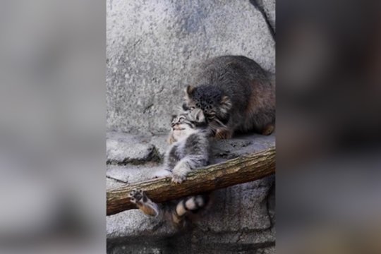Mielumo įsikūnijimas: kačiukas iki paskutinio lašo bandė atsilaikyti prieš mamą