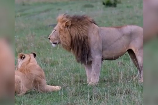 Pagauta reta akimirka tarp liūto ir jo vaikų: džiunglių karaliaus elgesys kaipmat pasikeitė