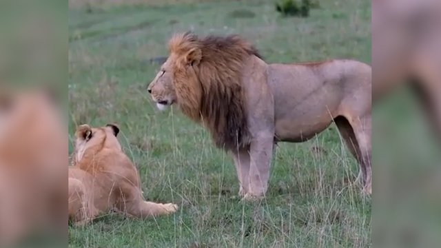 Pagauta reta akimirka tarp liūto ir jo vaikų: džiunglių karaliaus elgesys kaipmat pasikeitė