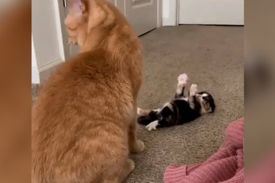 Mažylis sugalvojo, kaip pritraukti mamos dėmesį: mielumas griebia už širdies