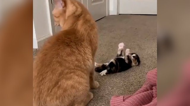 Mažylis sugalvojo, kaip pritraukti mamos dėmesį: mielumas griebia už širdies