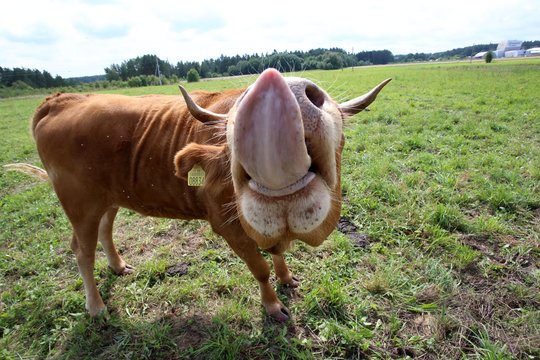 Pieno kaina Lietuvoje šiemet šoktelėjo beveik 24 proc.