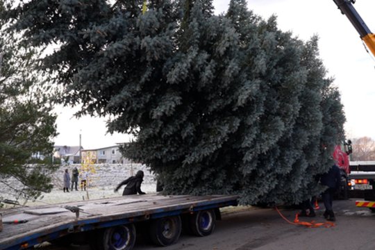 Pamatykite: Panevėžio miesto Kalėdų eglė sėkmingai perkelta į Laisvės aikštę
