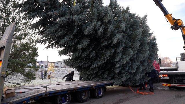 Pamatykite: Panevėžio miesto Kalėdų eglė sėkmingai perkelta į Laisvės aikštę