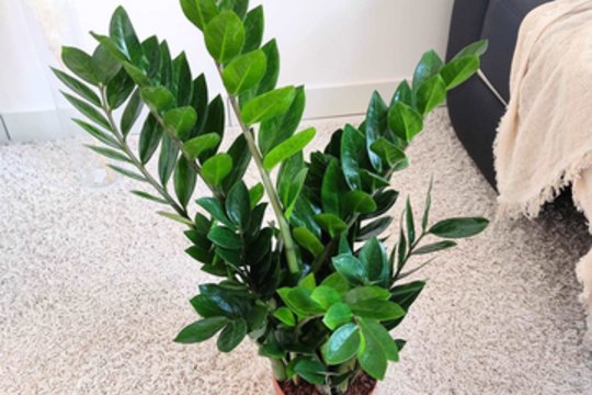 Šią klaidą daro daugelis: kaip nepražudyti „pinigų medžio“