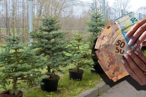 Prekyba kalėdinėmis eglutėmis: gyventojams – žinia dėl paaugusių kainų