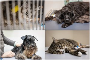 Už šuns ar katės gydymą – išsižioti verčiančios kainos: gali skirtis net 8 kartus