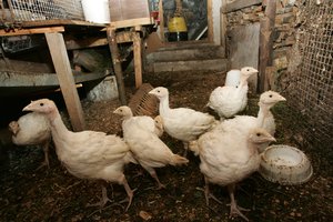 VMVT panaikino apsaugos ir priežiūros zonas po Kretingoje nustatyto paukščių gripo židinio