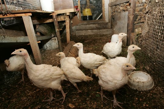 VMVT panaikino apsaugos ir priežiūros zonas po Kretingoje nustatyto paukščių gripo židinio