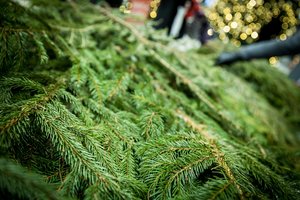 Kalėdų tradicija tęsiasi: skelbia, kur ir kada nemokamai dalins kalėdines šakas