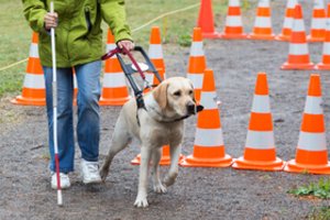 Seimas pritarė: žmonėms su negalia valstybė kompensuos šunų pagalbininkų parengimą