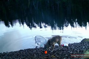 Netikėta ir įdomu: užfiksavo pirmą atvejį, kai vilkas pasinaudoja įrankiais