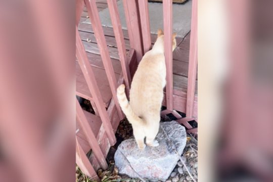 Katinas pervertino savo galimybes: bandymas sutrumpinti kelią baigėsi nusivylimu