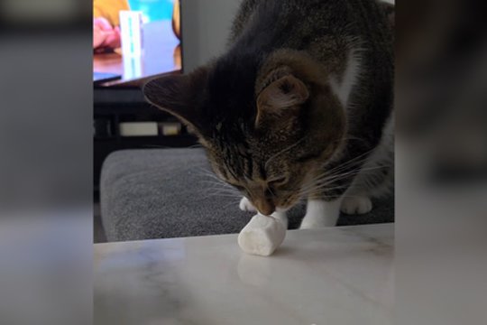 Mįsle tapęs zefyras: keturkojis bandė suprasti – tai žaislas ar gardėsis