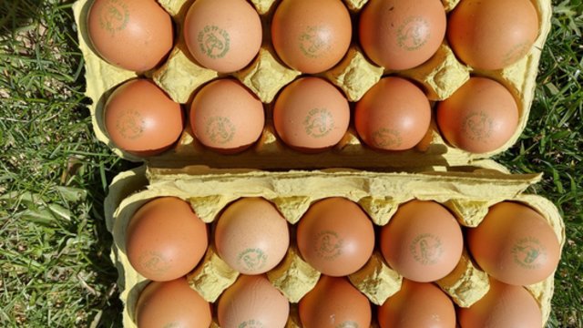 Atėjus dienai „X“ kiaušinių nebeliktų: verslas reikalauja konkrečių planų